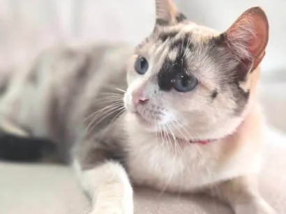 Gato SRD-ViraLata Pequeno 1-ano