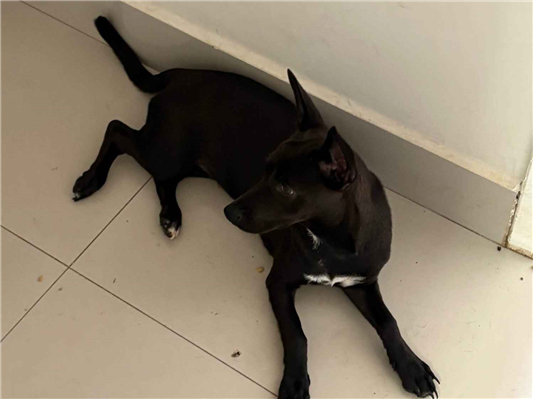 Cachorro cão para adoção Fêmea Médio  2 a 6 meses 