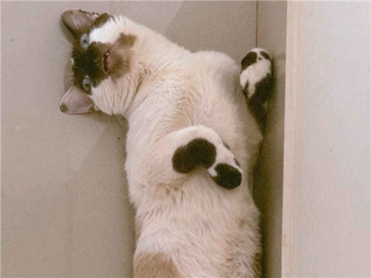 Gato para adoção Macho Médio 1 ano