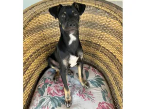 Cao SRD-ViraLata Medio 2-a-6-meses