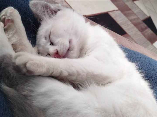 Gato para adoção Fêmea Médio 2 a 6 meses