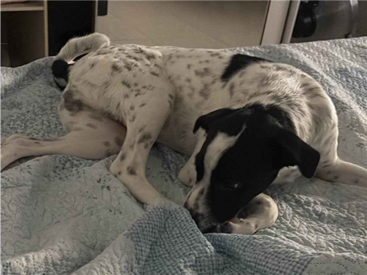 Cachorro cão para adoção Macho Médio  7 a 11 meses 