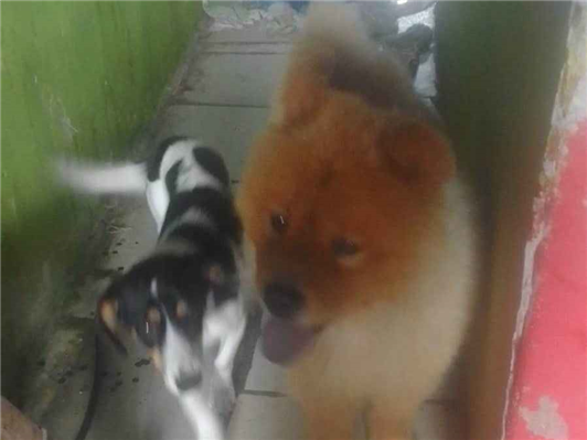 Cachorro cão para adoção Macho Médio  2 anos 