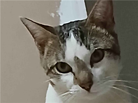 Gato Procura-Perdido Macho Médio 2 anos 