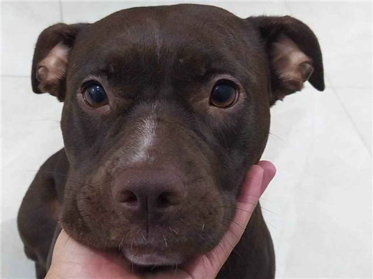 Cachorro cão para adoção Fêmea Médio  4 anos 