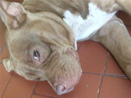 Cachorro cão para adoção Fêmea Pequeno 7 a 11 meses 