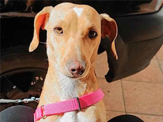 Cachorro cão para adoção Fêmea Pequeno 4 anos 