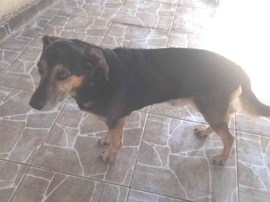 Cachorro cão para adoção Macho Médio  6 anos Acima 