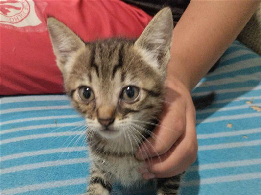 Gato para adoção Fêmea Pequeno 2 a 6 meses