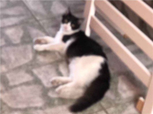 Gato para adoção Macho Médio 7 a 11 meses