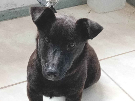 Cachorro cão para adoção Fêmea Médio  2 a 6 meses 