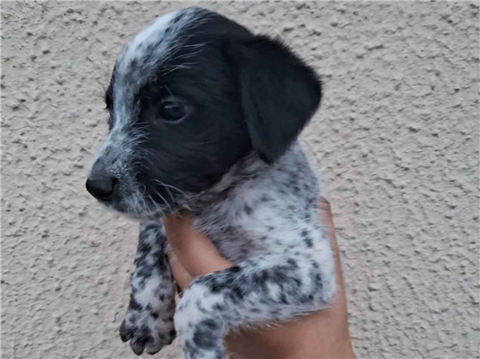 Cachorro cão para adoção Macho Médio  Abaixo de 2 meses 