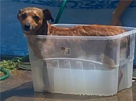 Cachorro cão para adoção Macho Médio  2 anos 