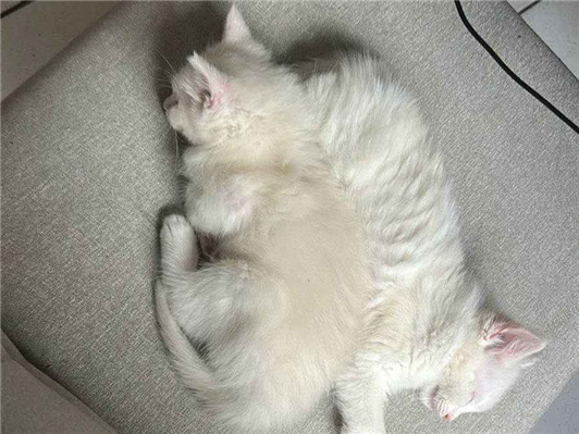 Gato para adoção Fêmea Médio 2 a 6 meses