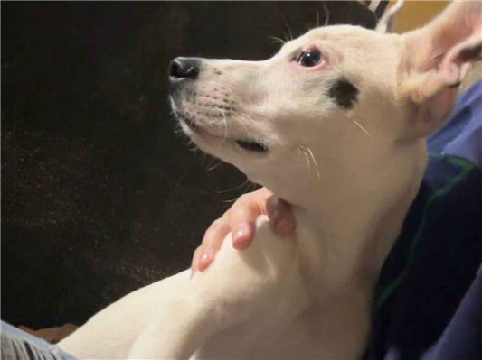 Cachorro cão para adoção Macho Pequeno 2 a 6 meses 