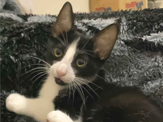 Gato para adoção Macho Médio 2 a 6 meses