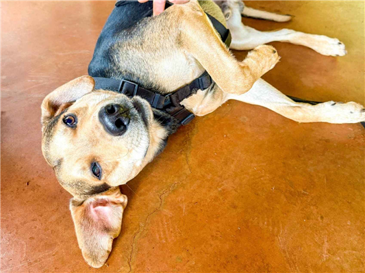 Cachorro cão para adoção Macho Médio  1 ano 