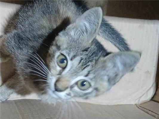 Gato para adoção Fêmea Pequeno 7 a 11 meses