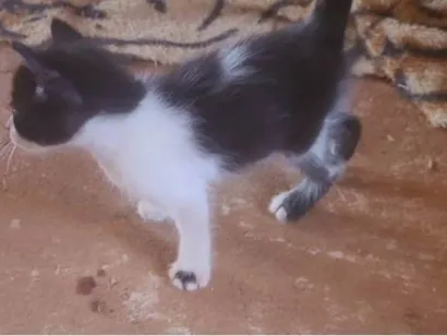 Gato SRD-ViraLata Pequeno 2-a-6-meses