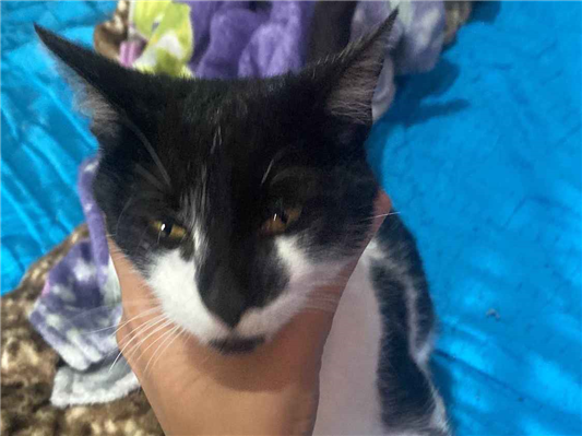 Gato para adoção Fêmea Pequeno 1 ano