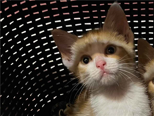 Gato para adoção Fêmea Pequeno Abaixo de 2 meses