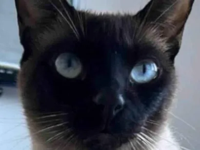 Gato Siamês Medio 3-anos