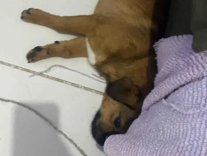 Cao Basset-Cofap Pequeno 7-a-11-meses