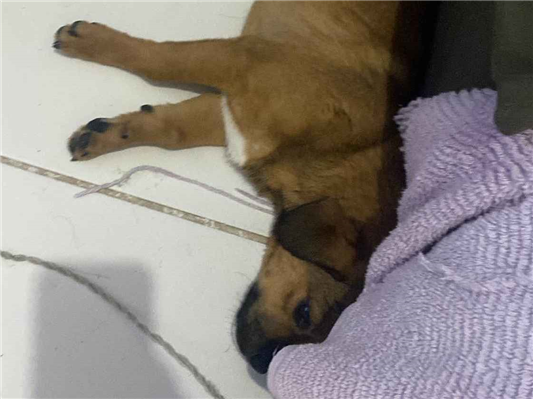 Cao - Macho Pequeno7 a 11 meses