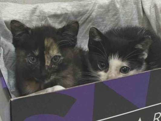 Gato para adoção Ambos Pequeno 2 a 6 meses