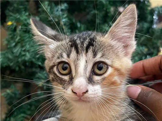Gato para adoção Fêmea Pequeno 2 a 6 meses