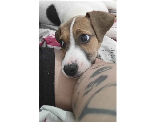 Cachorro cão para adoção Fêmea Médio  2 a 6 meses 