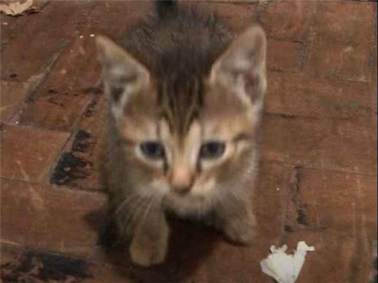 Gato para adoção Fêmea Pequeno 2 a 6 meses