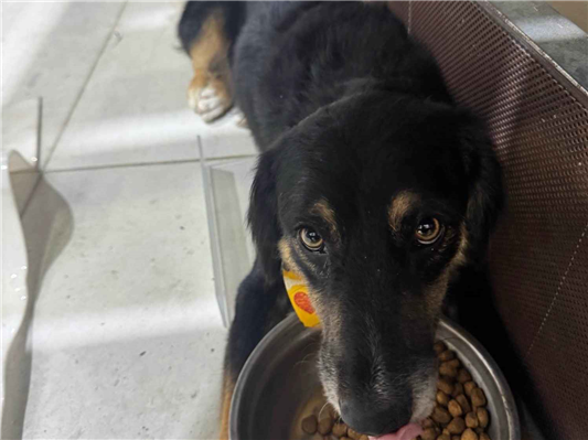 Cachorro cão para adoção Macho Médio  1 ano 