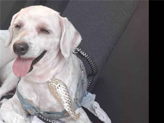 Cachorro cão para adoção Macho Médio  5 anos 