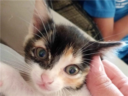 Gato para adoção Ambos Pequeno 2 a 6 meses