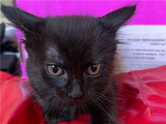 Gato para adoção Ambos Pequeno Abaixo de 2 meses