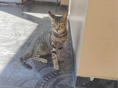 Gato SRD-ViraLata Medio 2-a-6-meses