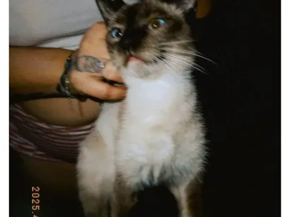 Gato Siamês Medio 7-a-11-meses