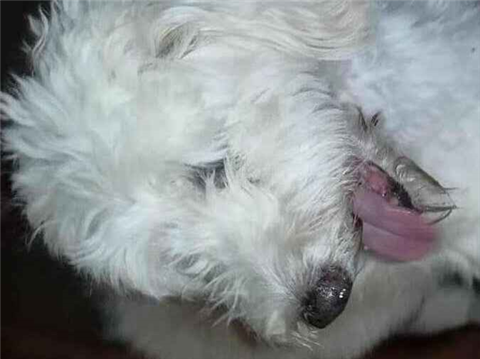 Cao - Fêmea Médio3 anos