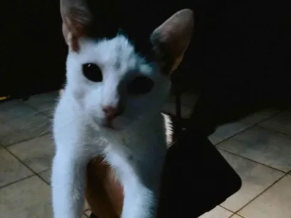 Gato SRD-ViraLata Medio 7-a-11-meses