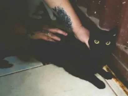 Gato SRD-ViraLata Grande 1-ano