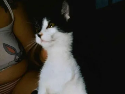 Gato SRD-ViraLata Medio 7-a-11-meses