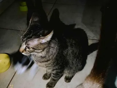 Gato SRD-ViraLata Grande 1-ano