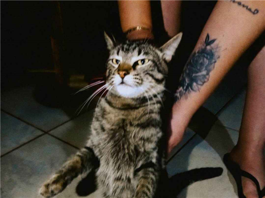 Gato para adoção Macho Grande 1 ano