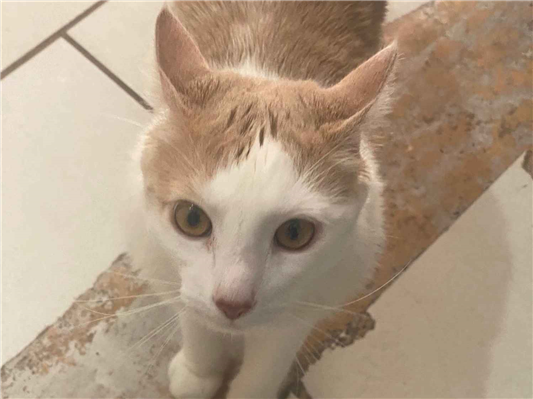 Gato para adoção Macho Médio 2 a 6 meses