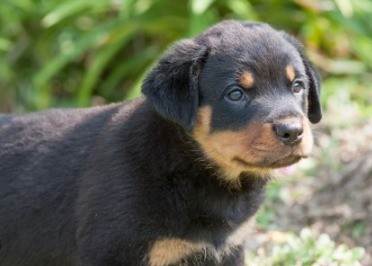 Cao Rottweiler Grande Abaixo-de-2-meses