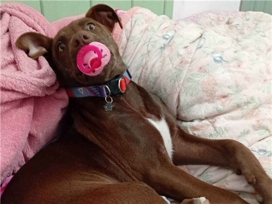 Cachorro cão para adoção Fêmea Médio  7 a 11 meses 