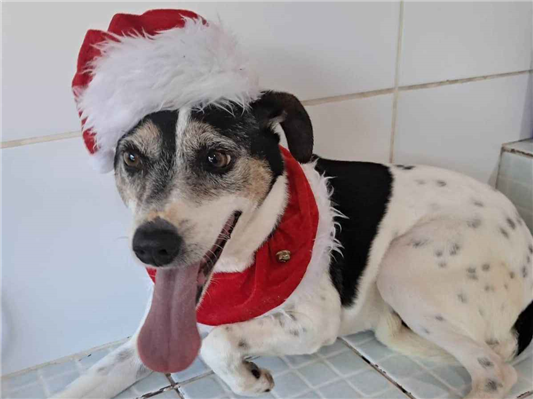 Cachorro cão para adoção Macho Médio  4 anos 