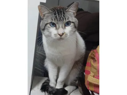 Gato SRD-ViraLata Medio 6-anos-Acima