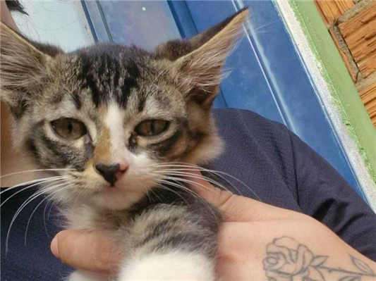 Gato para adoção Fêmea Pequeno 2 a 6 meses